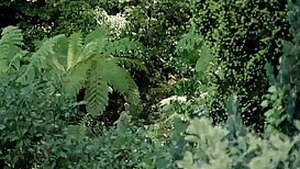 Diary of a desperate houswife ii 1982 cecilia