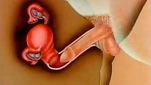 Fertilization through internal ejaculation